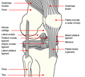 Excel Physiotherapy