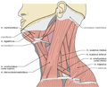Excel Physiotherapy